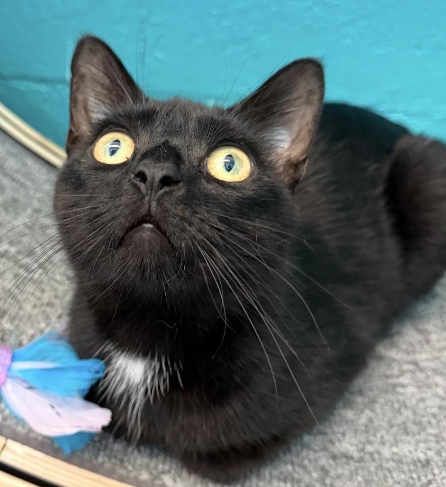 Enlarge Custard, a ADOPTABLE Domestic Short Hair in Long Beach, NY image 5/6