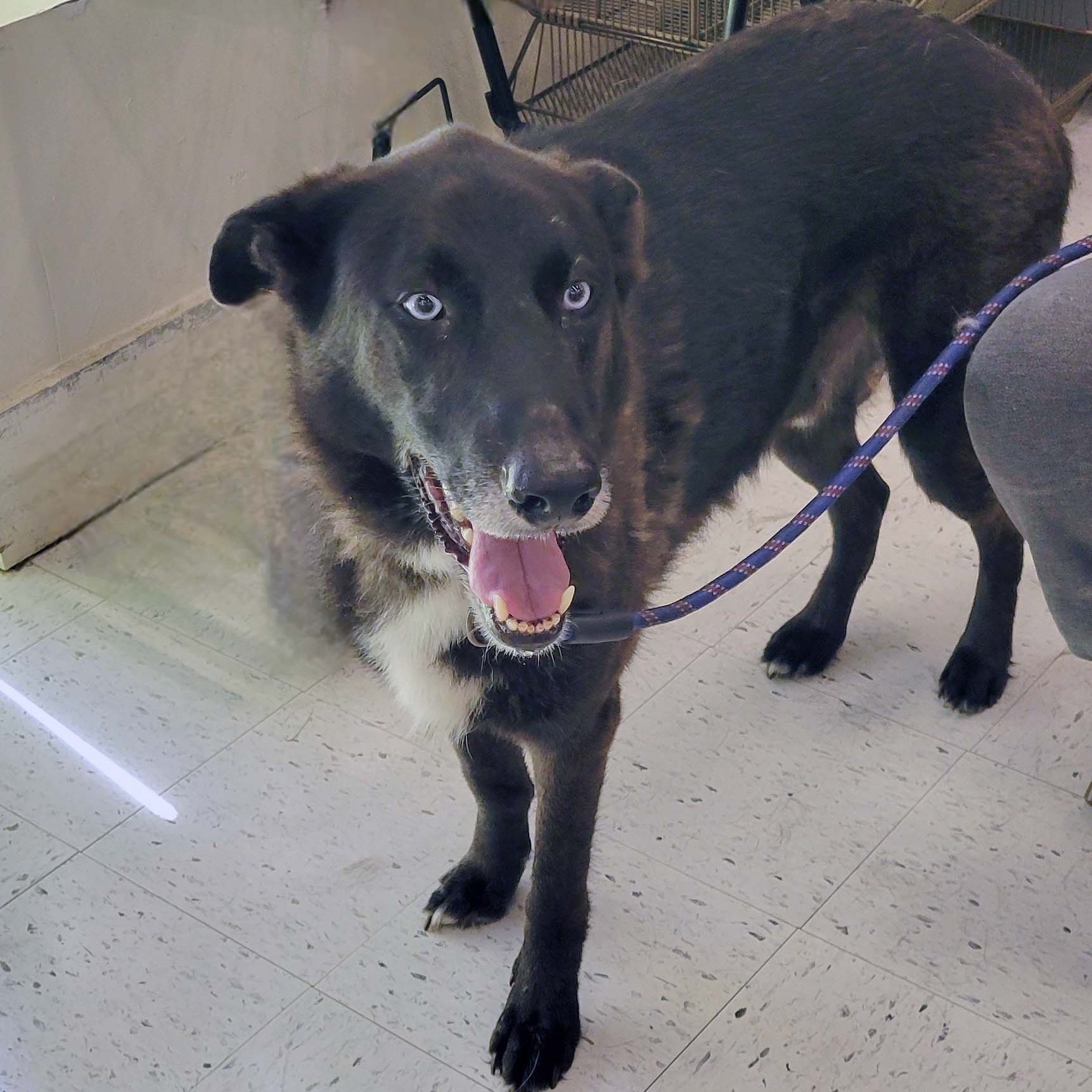 Chase, a Adoptable mixed breed in White Bear Lake, MN image 4/5