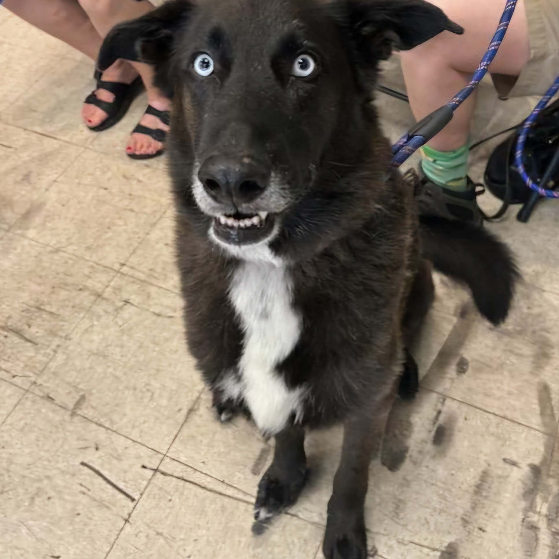 Chase, a Adoptable mixed breed in White Bear Lake, MN image 5/5