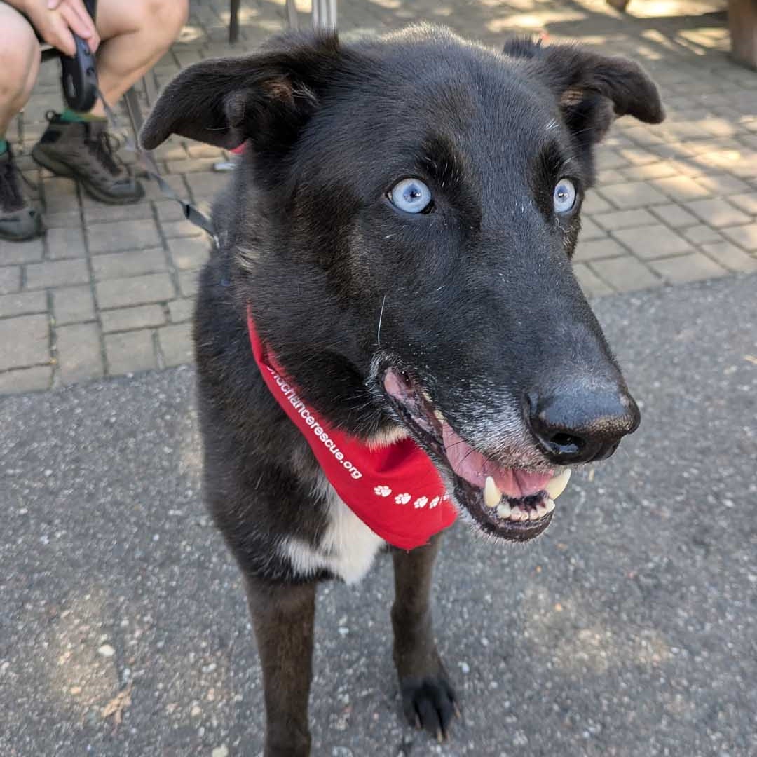 Chase, Adoptable, Adult Male Black Labrador Retriever & Husky.