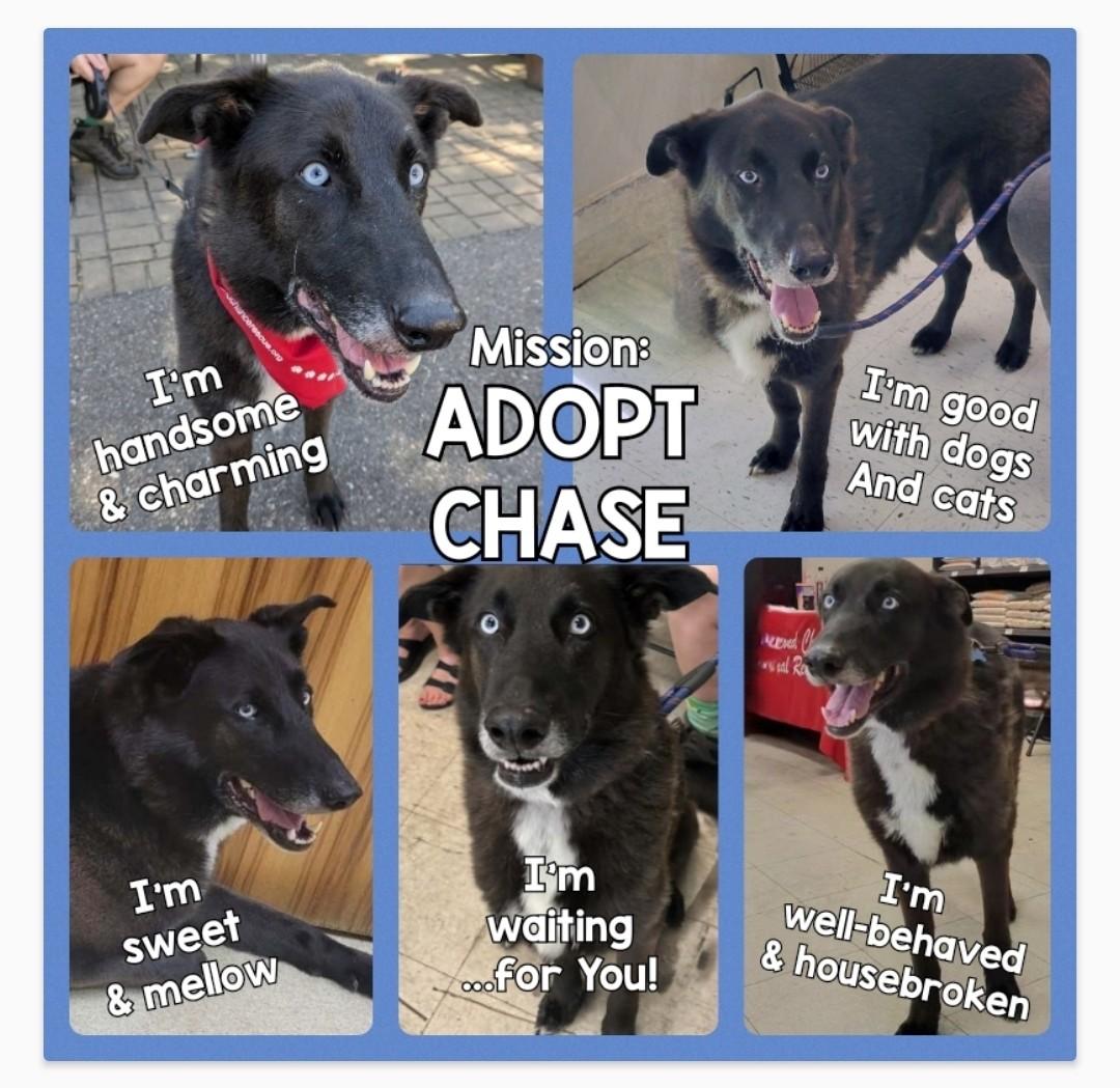 Chase, an adoptable Black Labrador Retriever, Husky in White Bear Lake, MN, 55110 | Photo Image 2