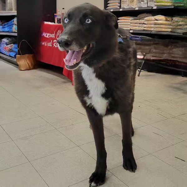 Chase, an adoptable Black Labrador Retriever, Husky in White Bear Lake, MN, 55110 | Photo Image 3