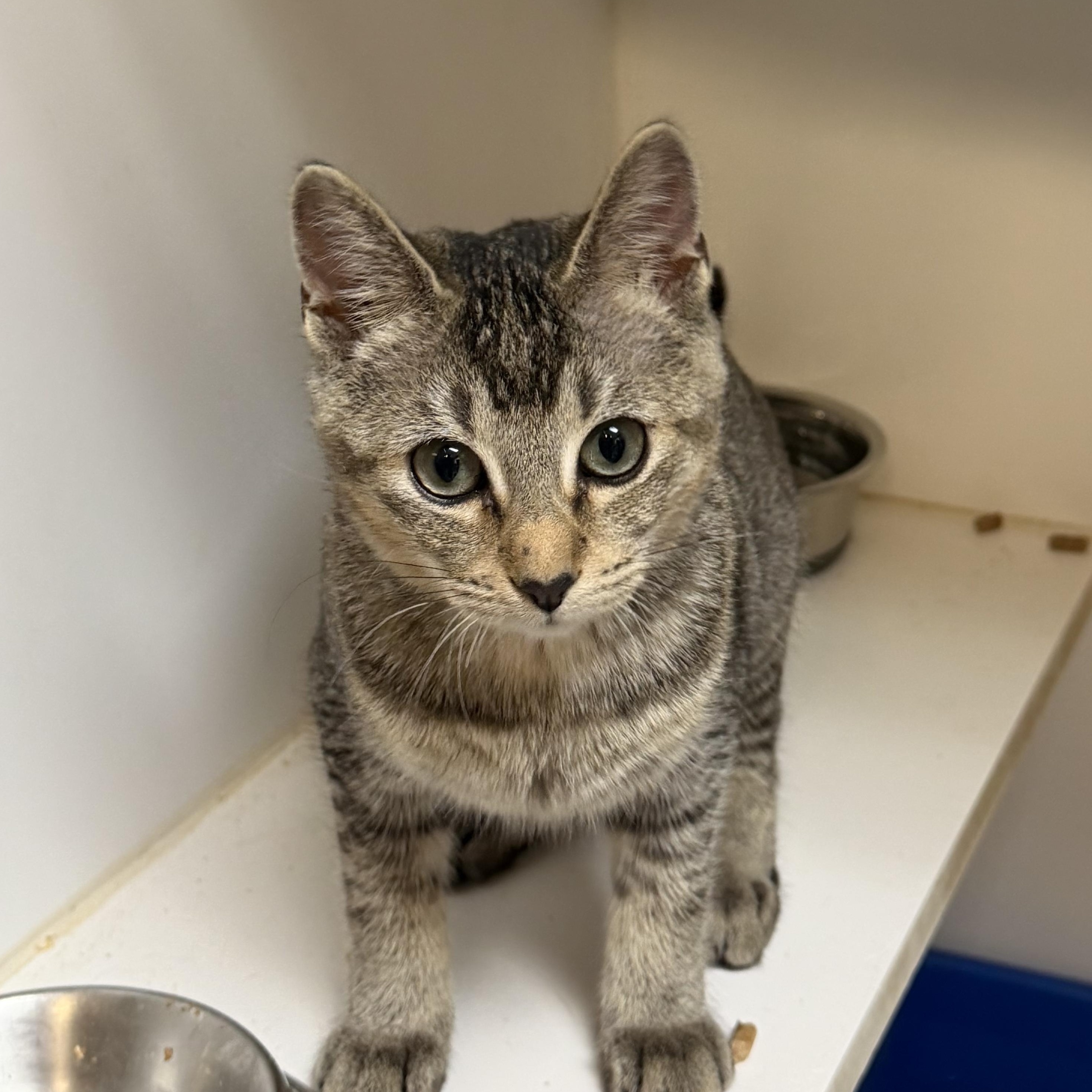 Enlarge Mabel, an adoptable mixed breed in Kent, WA image 1/2