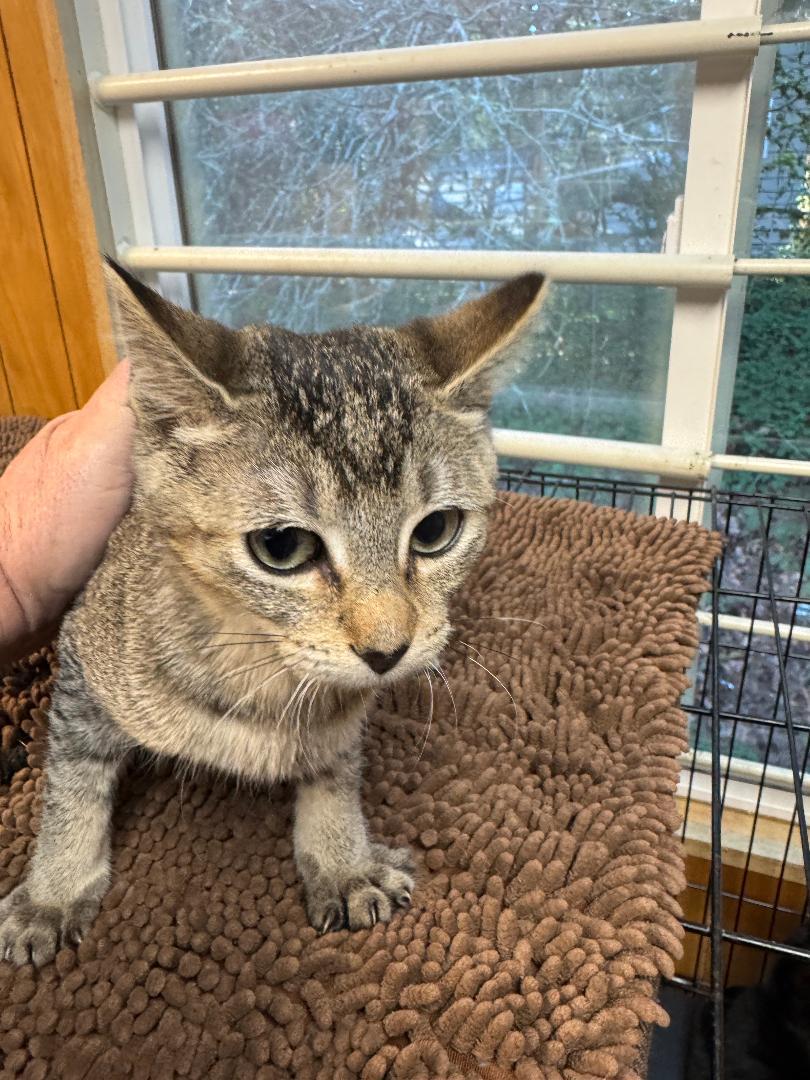 Mabel, ADOPTABLE, Young Female Tabby.