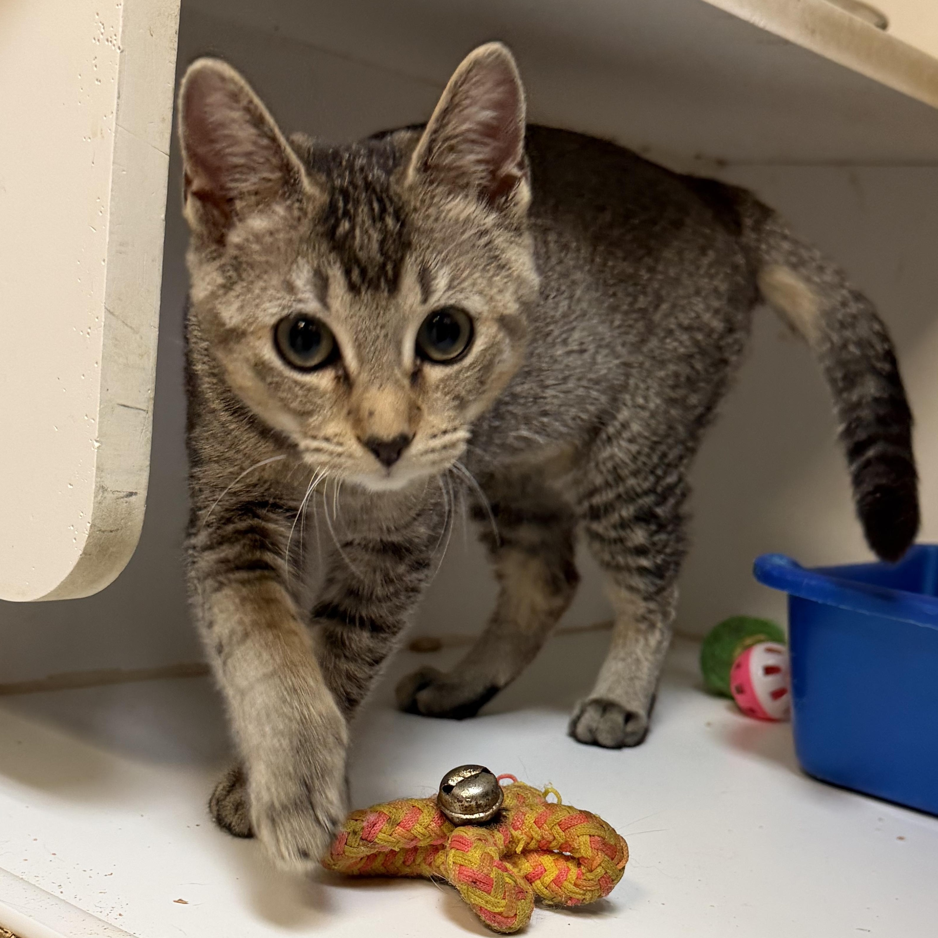Enlarge Mabel, an adoptable mixed breed in Kent, WA image 2/2