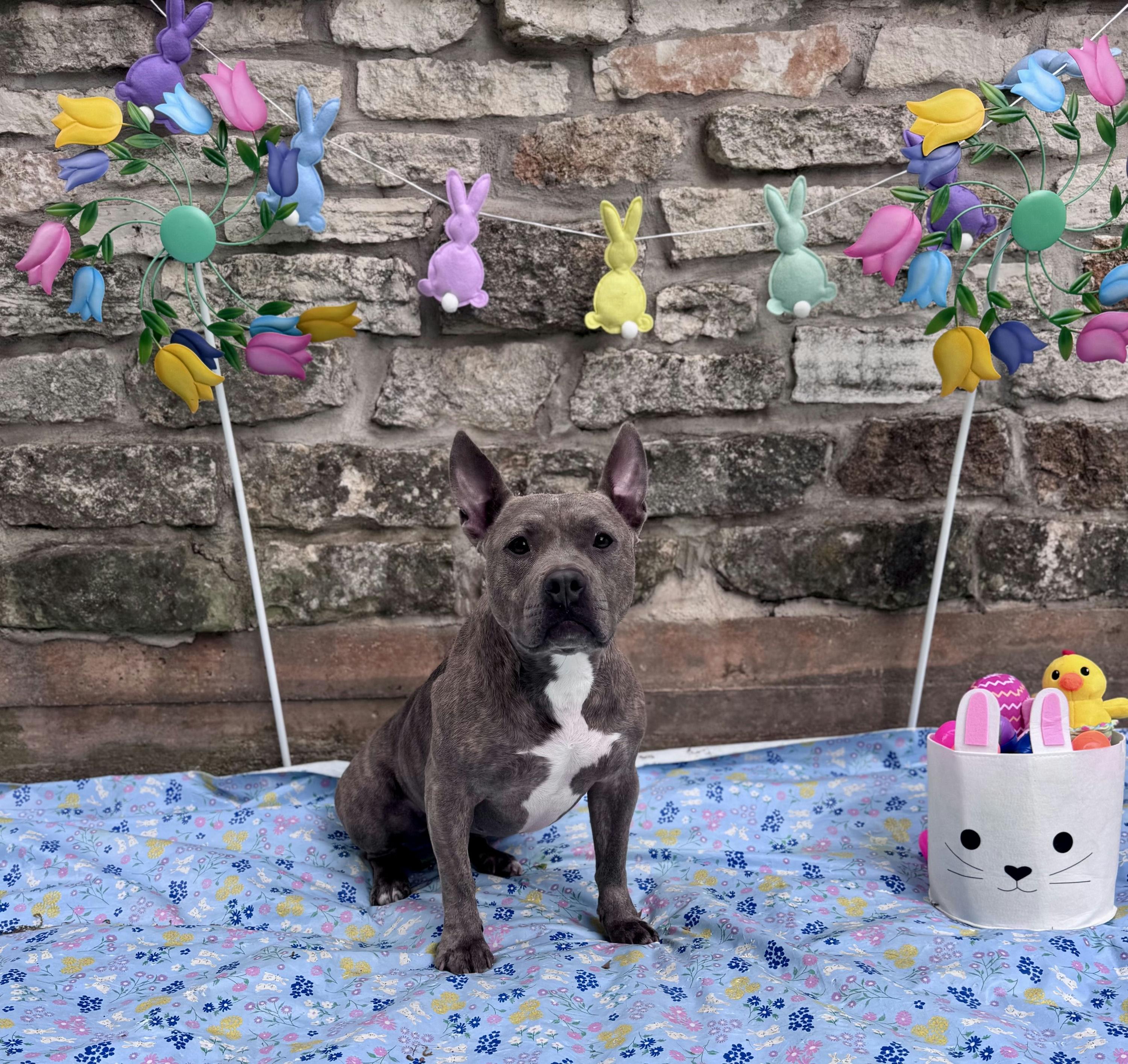 Millie, a Adoptable mixed breed in Houston, TX image 4/5