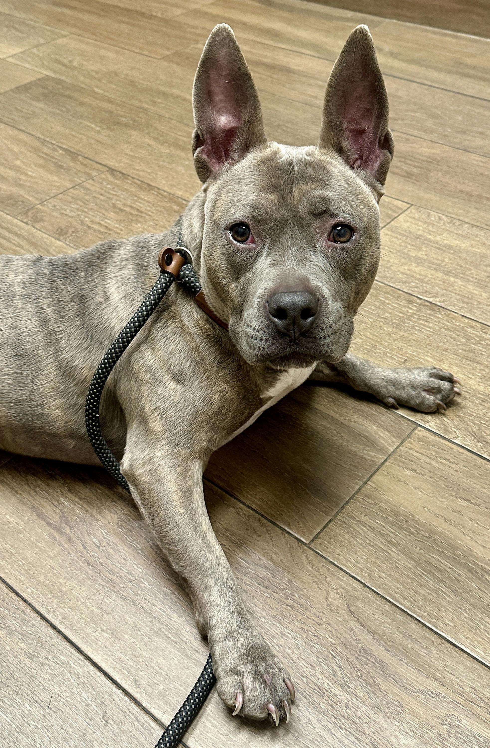 Enlarge Millie, a Adoptable mixed breed in Houston, TX image 5/5