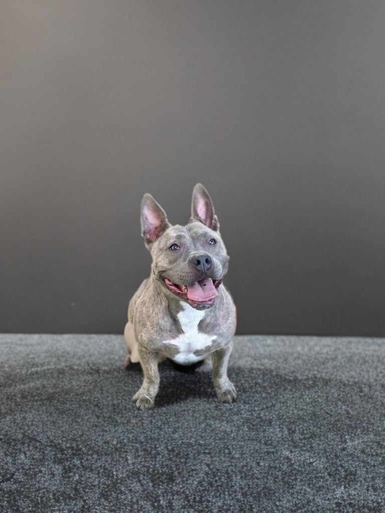 Enlarge Millie, a Adoptable mixed breed in Houston, TX image 4/5