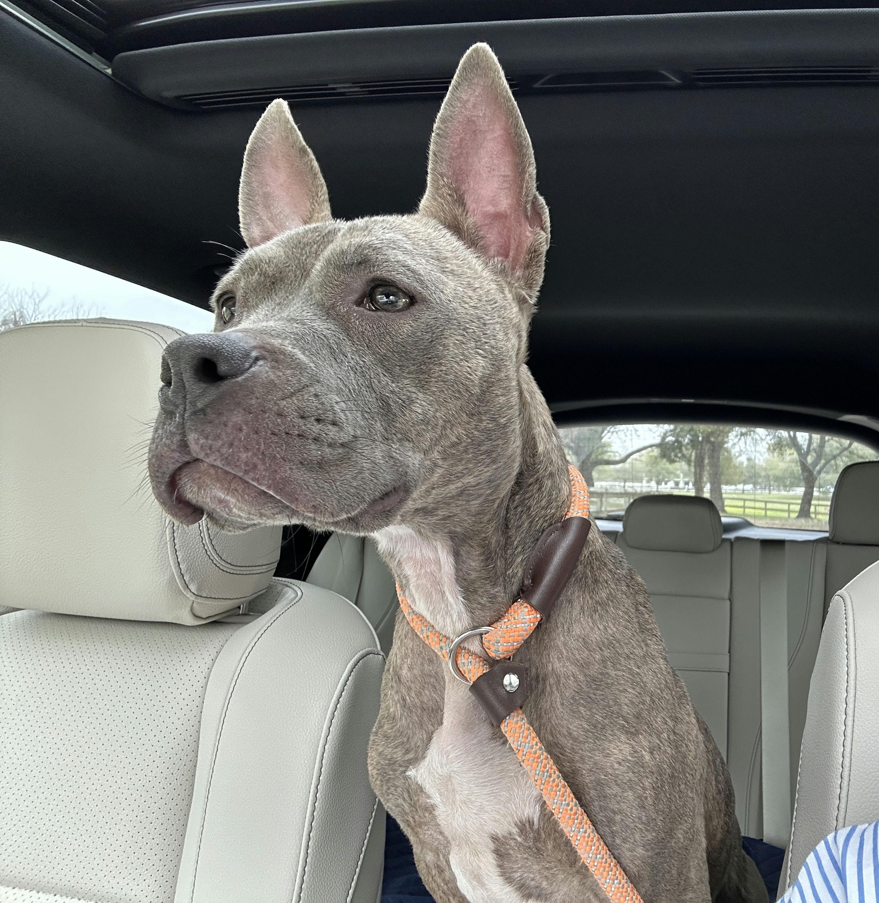 Enlarge Millie, a Adoptable mixed breed in Houston, TX image 5/5