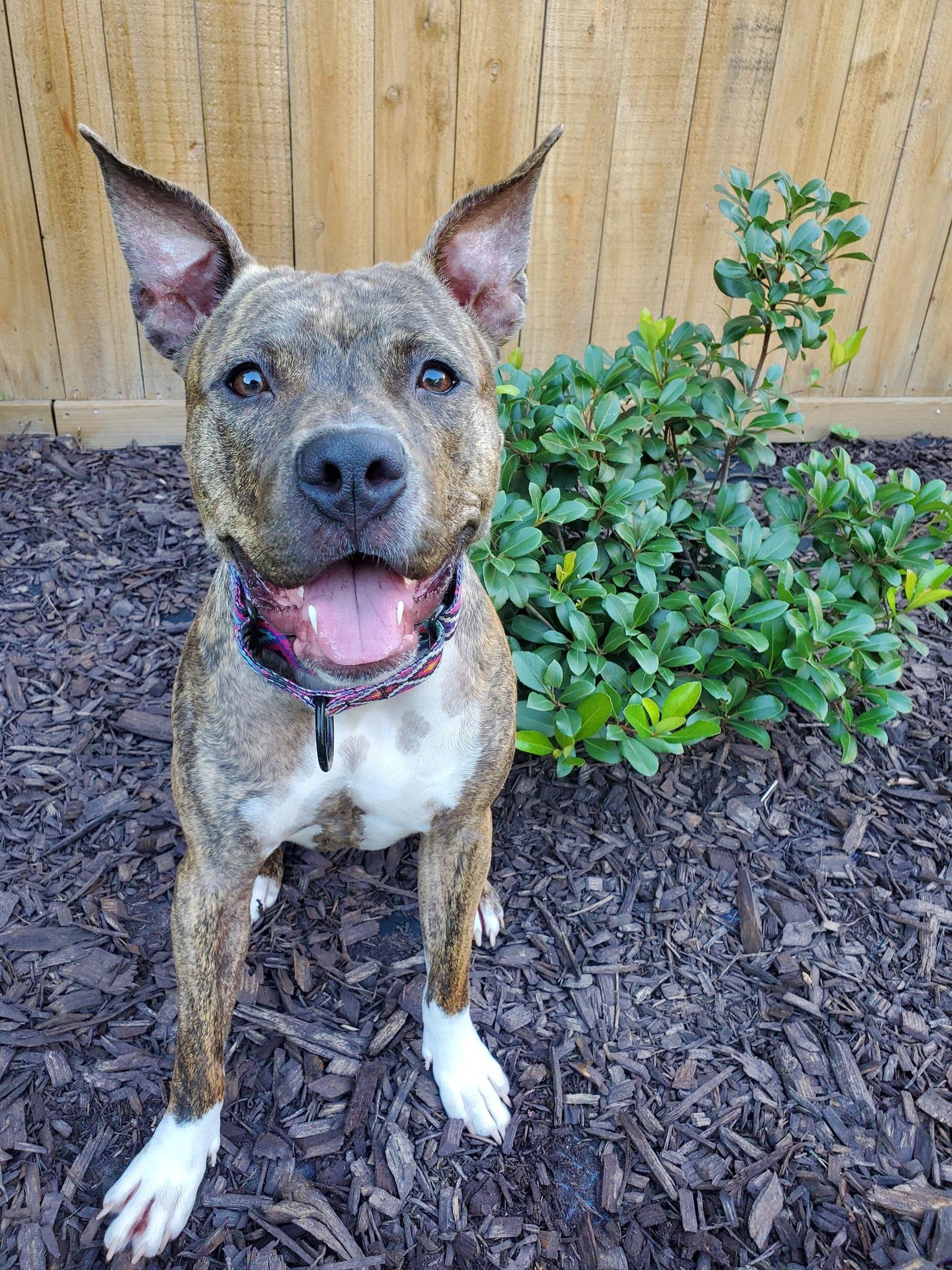 Millie, a Adoptable mixed breed in Houston, TX image 3/5