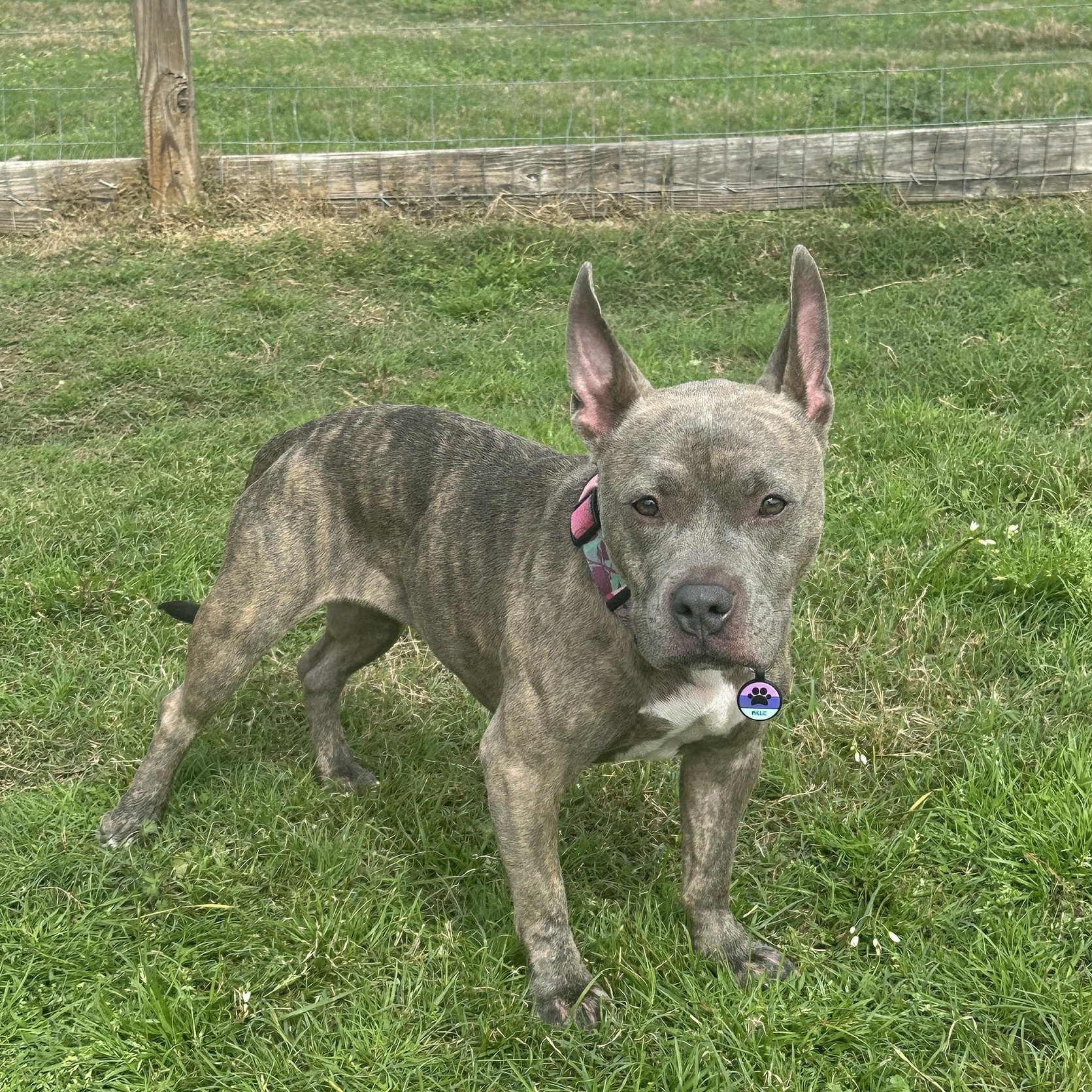 Millie photo 2