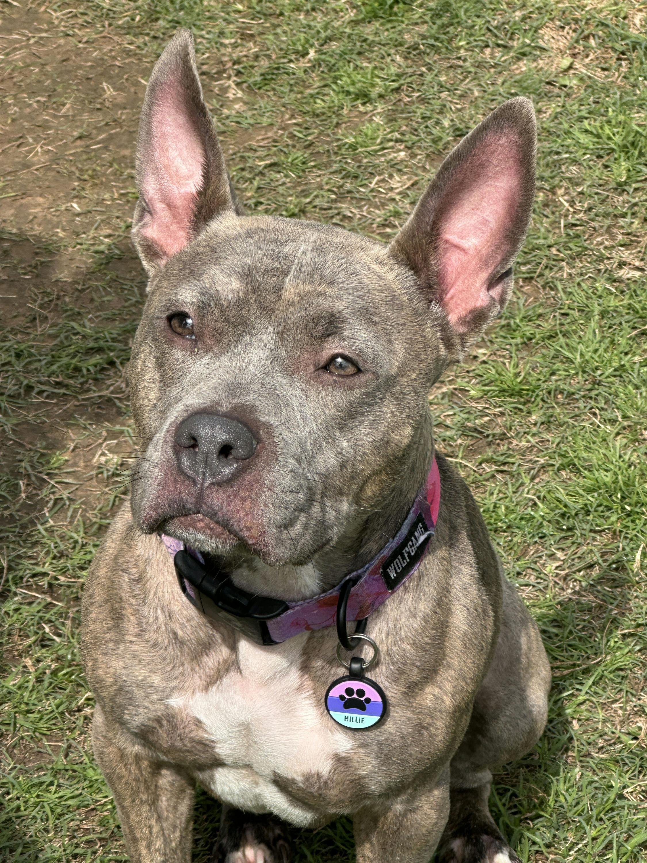 Millie, Adoptable, Adult Female American Bully & Pit Bull Terrier.