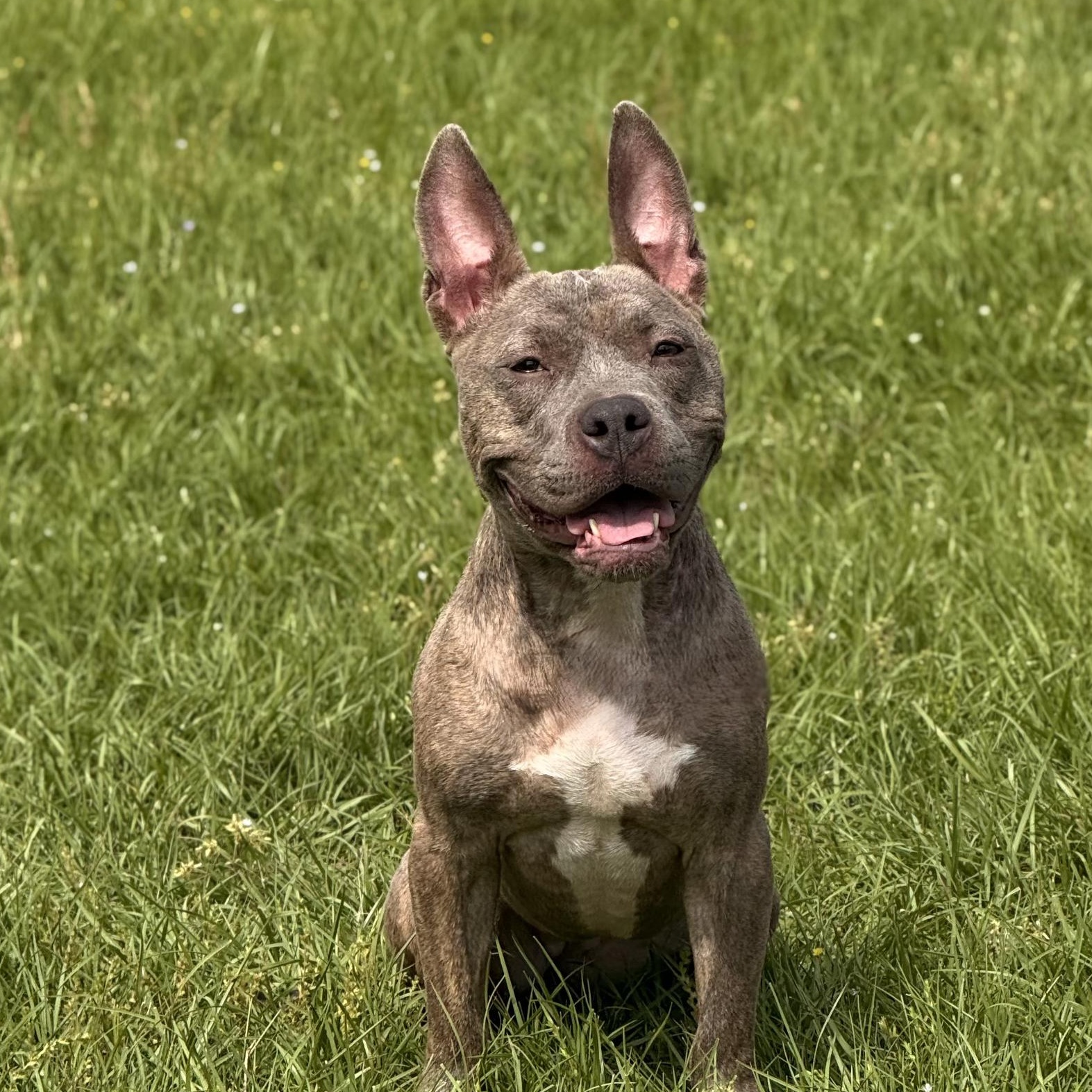 Millie, Adoptable, Adult Female Pit Bull Terrier & French Bulldog.