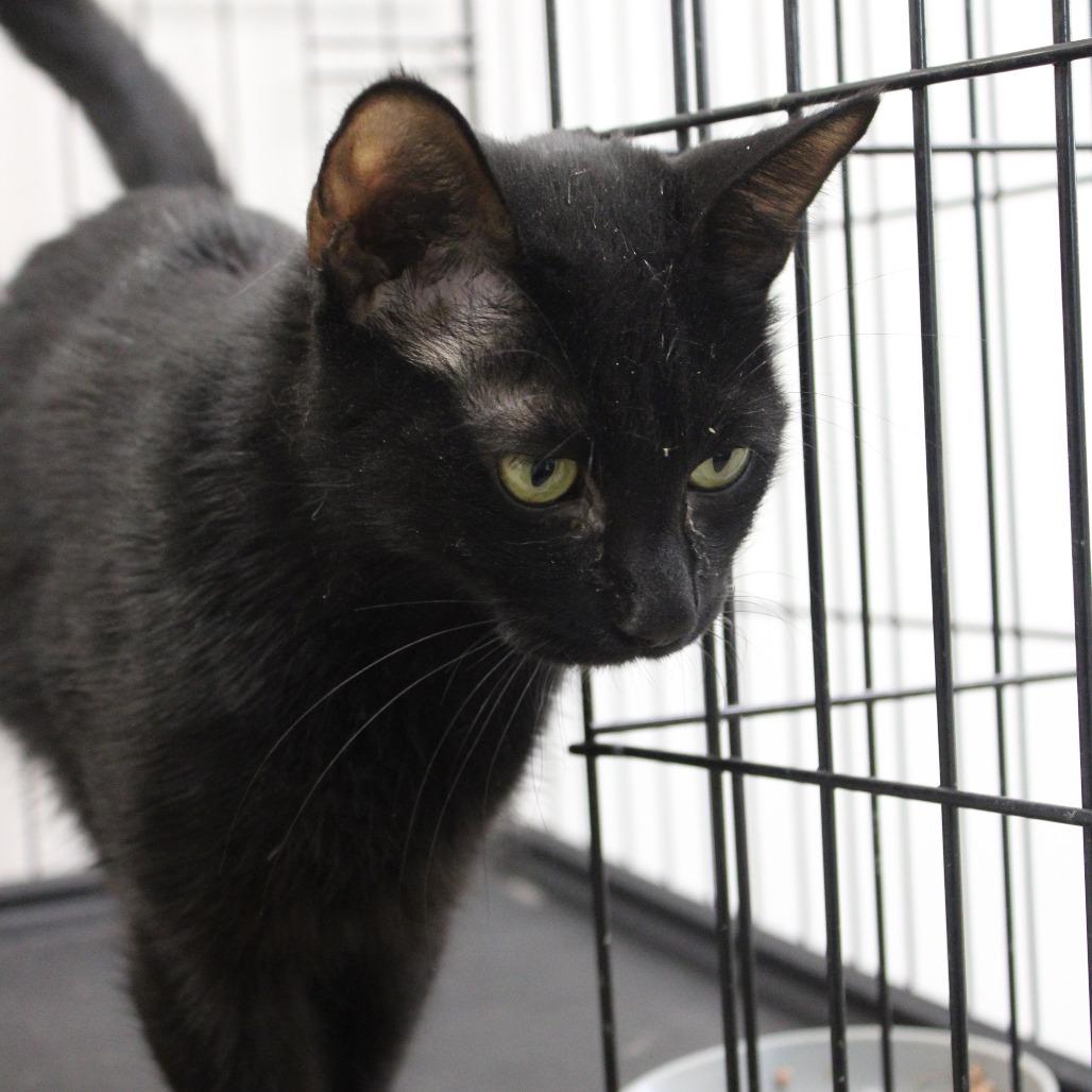 Viola, Adoptable, Adult Female Domestic Short Hair.