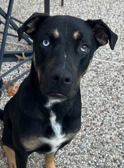 Enlarge Kevin, a ADOPTABLE mixed breed in Conroe, TX image 2/3