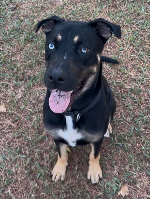 Kevin, ADOPTABLE, Young Male Husky.