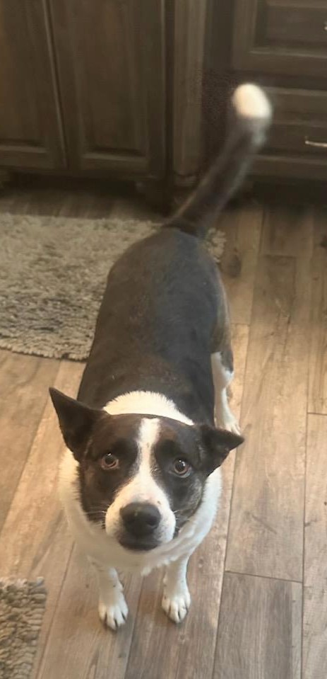 Enlarge Gracie, a Adoptable mixed breed in Spring, TX image 3/3