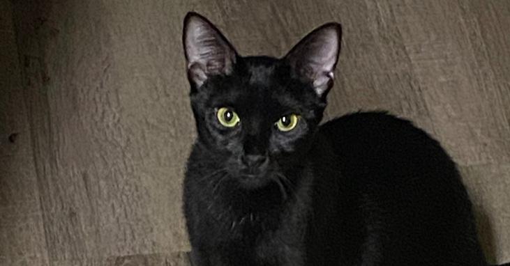 Enlarge Washy, a Adoptable Domestic Short Hair in Virginia Beach, VA image 1/3