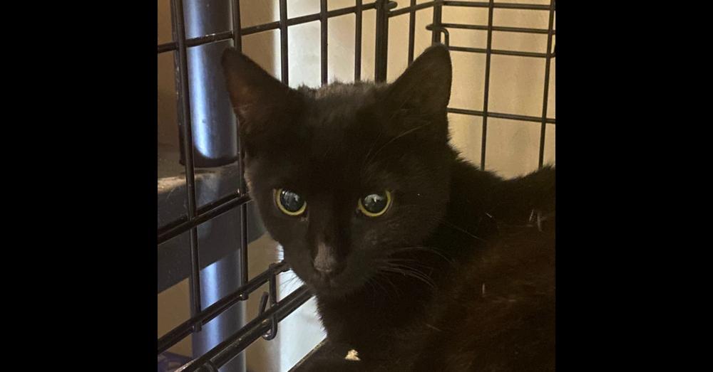 Enlarge Washy, a Adoptable Domestic Short Hair in Virginia Beach, VA image 2/3