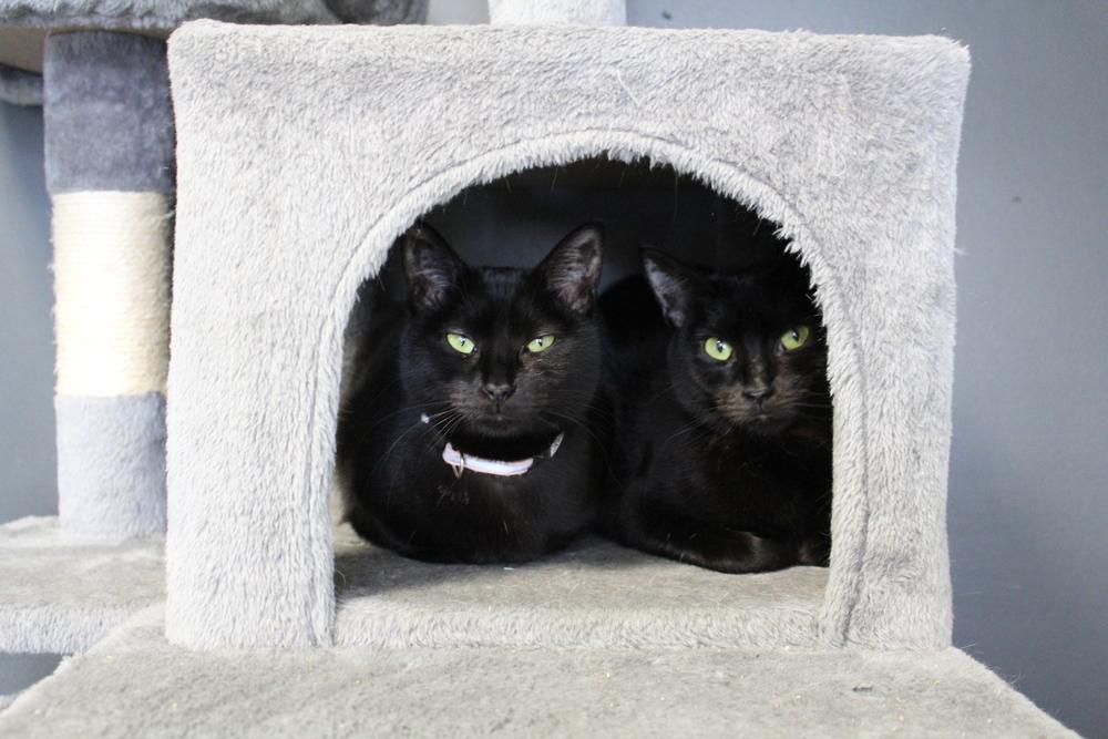 Washy, Adoptable, Adult Female Domestic Short Hair.