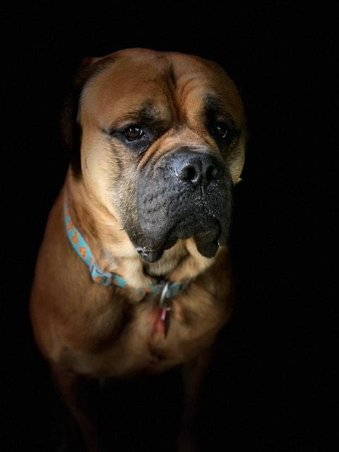 Enlarge Pablo, a ADOPTABLE Bullmastiff in Pottersville, NJ image 5/5
