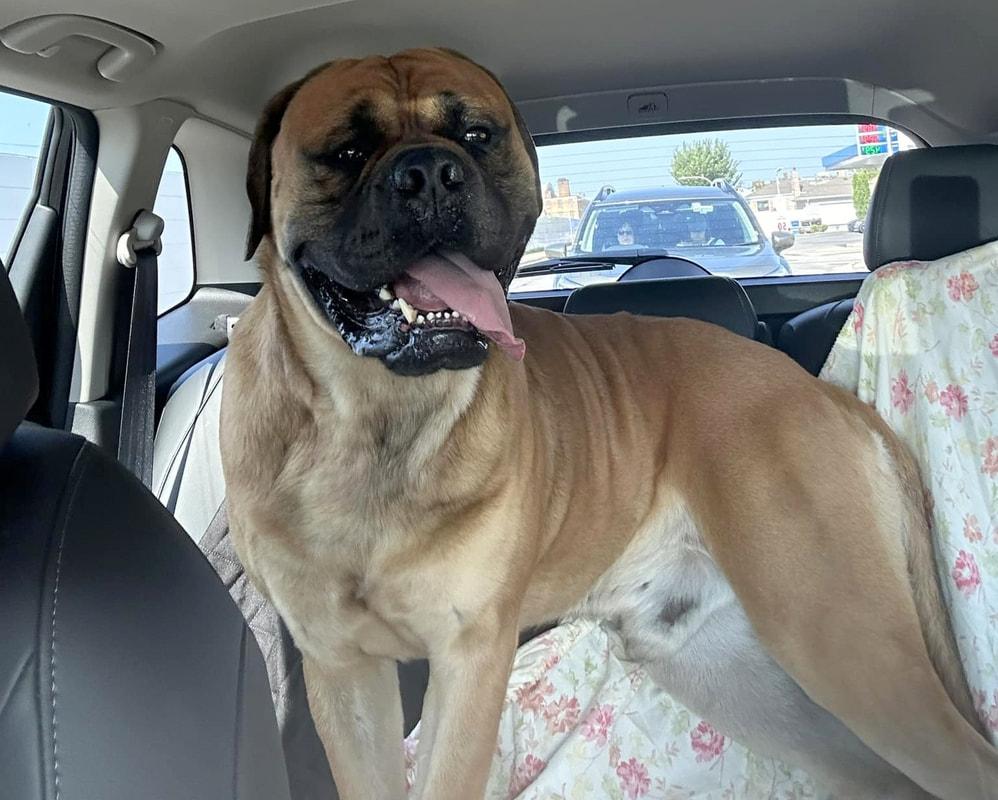 Enlarge Pablo, a ADOPTABLE Bullmastiff in Pottersville, NJ image 2/5