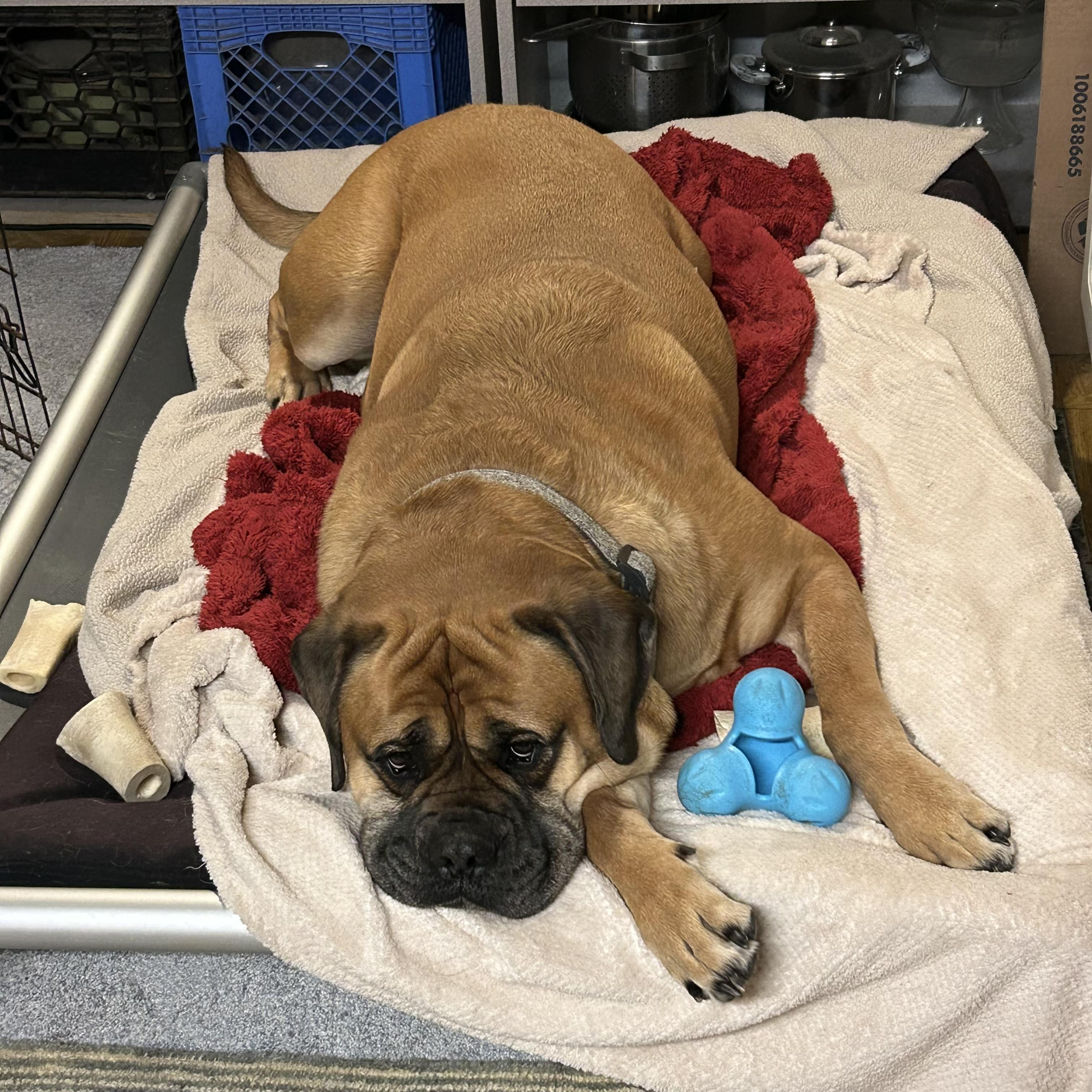 Enlarge Pablo, a ADOPTABLE Bullmastiff in Pottersville, NJ image 1/5