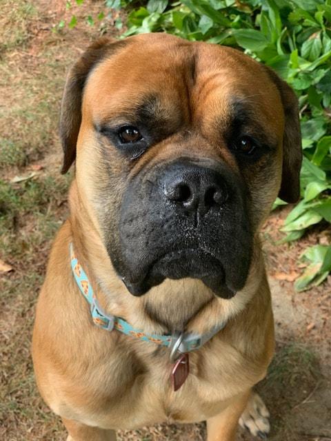Enlarge Pablo, a ADOPTABLE Bullmastiff in Pottersville, NJ image 4/5