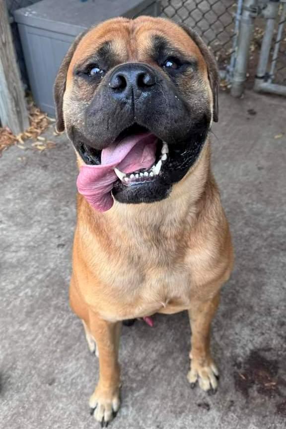 Enlarge Pablo, a ADOPTABLE Bullmastiff in Pottersville, NJ image 3/5