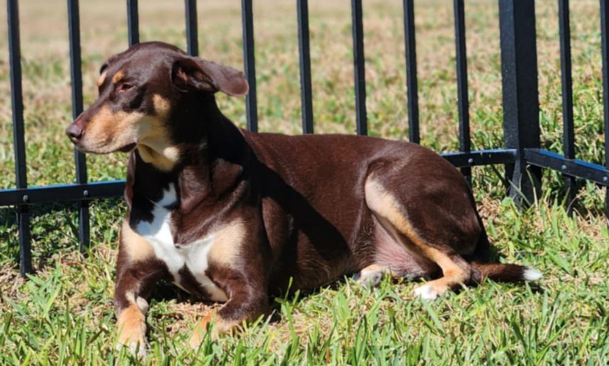 Enlarge Charlotte ADOPTION PENDING, a Adoptable Doberman Pinscher in Osteen, FL image 1/3
