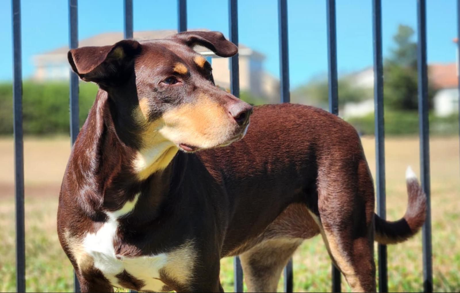 Enlarge Charlotte ADOPTION PENDING, a Adoptable Doberman Pinscher in Osteen, FL image 2/3