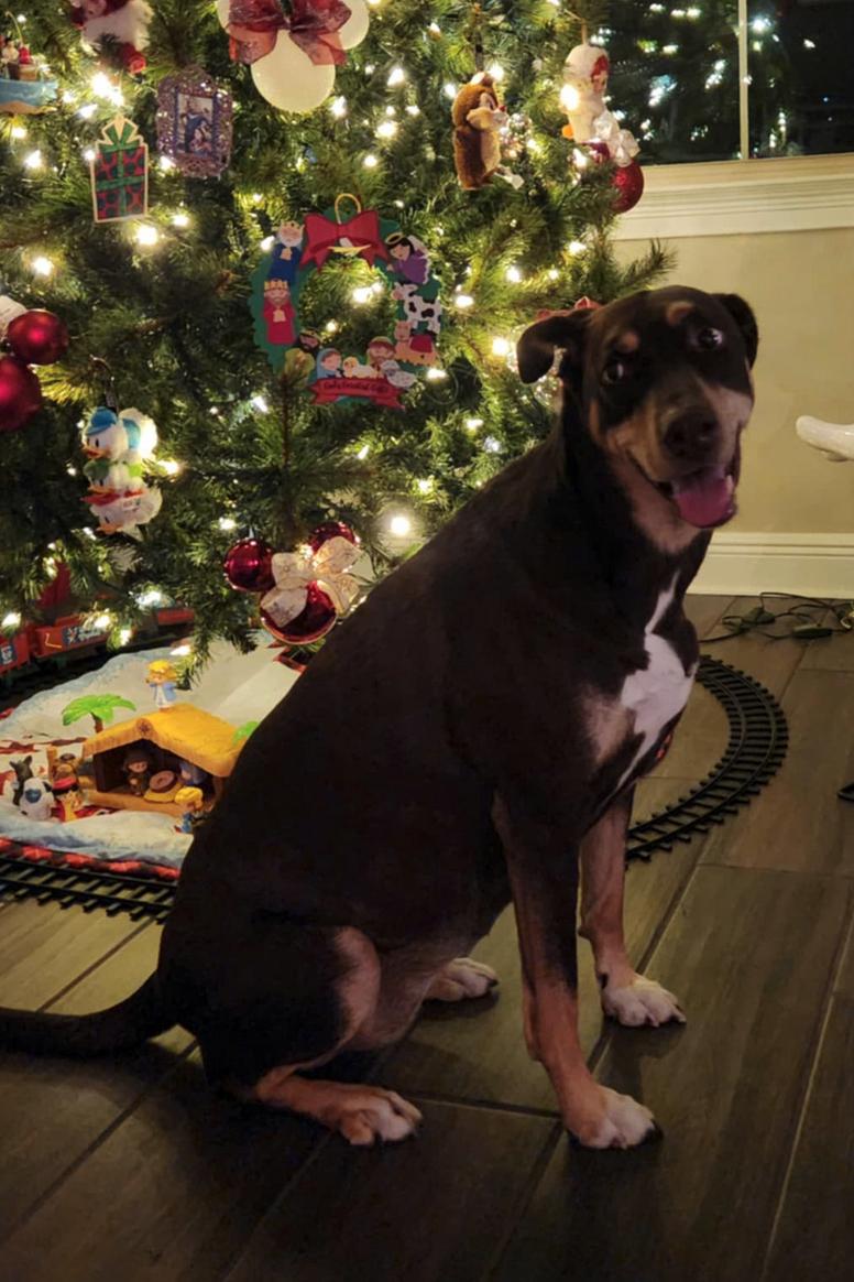 Charlotte, a Adoptable Doberman Pinscher in Osteen, FL image 1/3