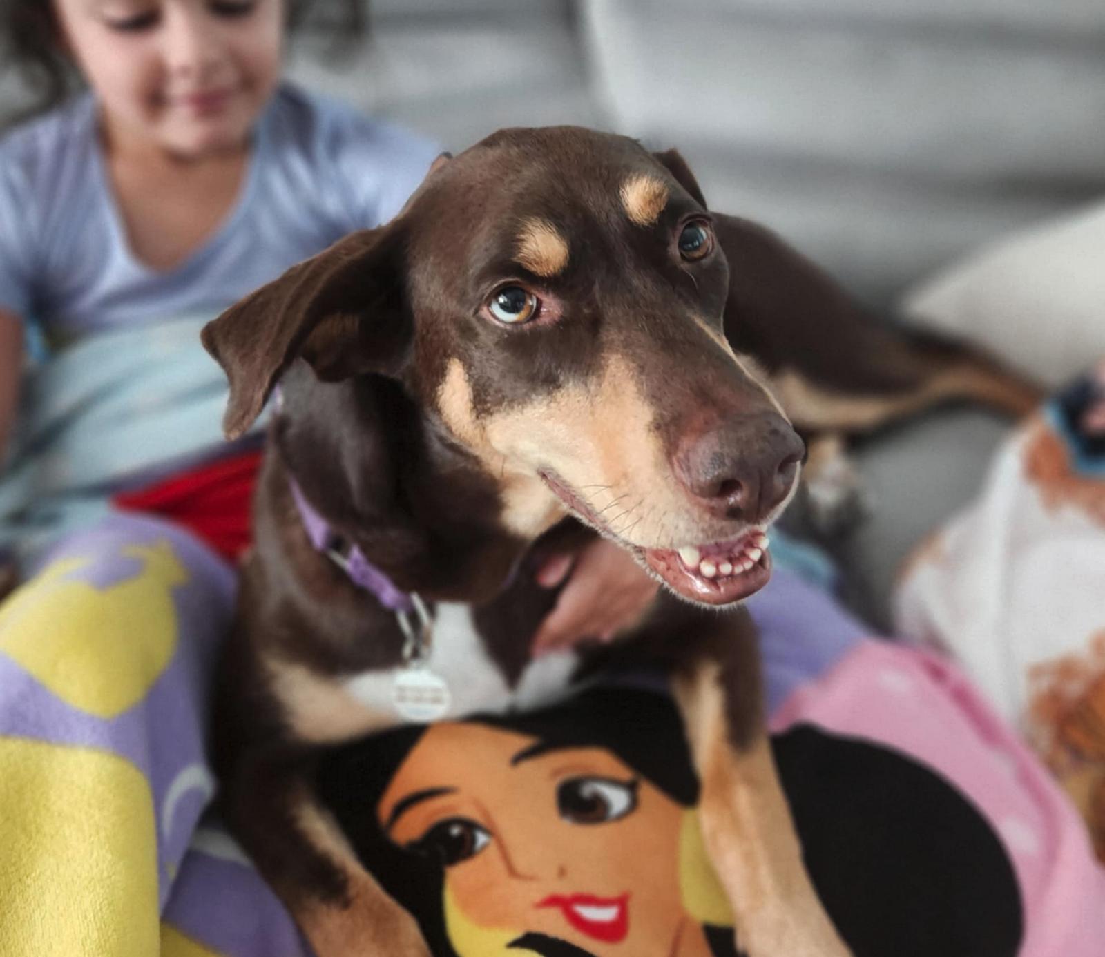 Charlotte, a Adoptable Doberman Pinscher in Osteen, FL image 2/3