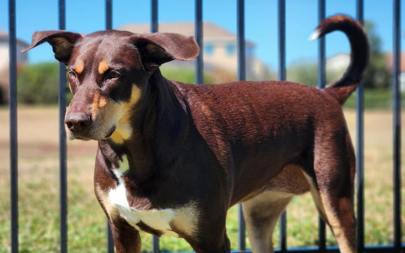 Enlarge Charlotte ADOPTION PENDING, a Adoptable Doberman Pinscher in Osteen, FL image 3/3