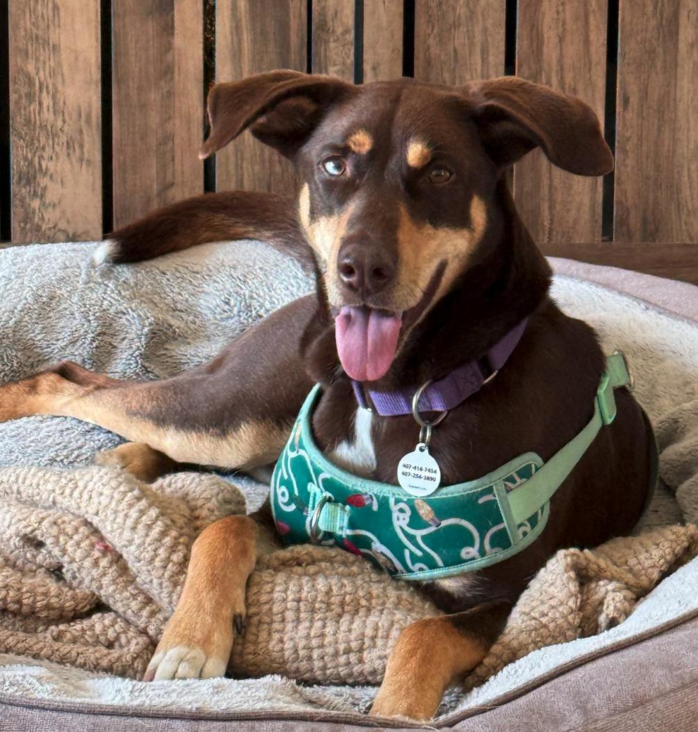 Charlotte, a Adoptable Doberman Pinscher in Osteen, FL image 3/3