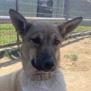 JACKEE, ADOPTABLE, Young Female German Shepherd Dog.