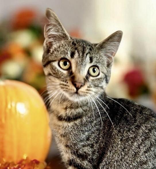 Gina - KITTEN, Adoptable, Kitten Female Tabby.