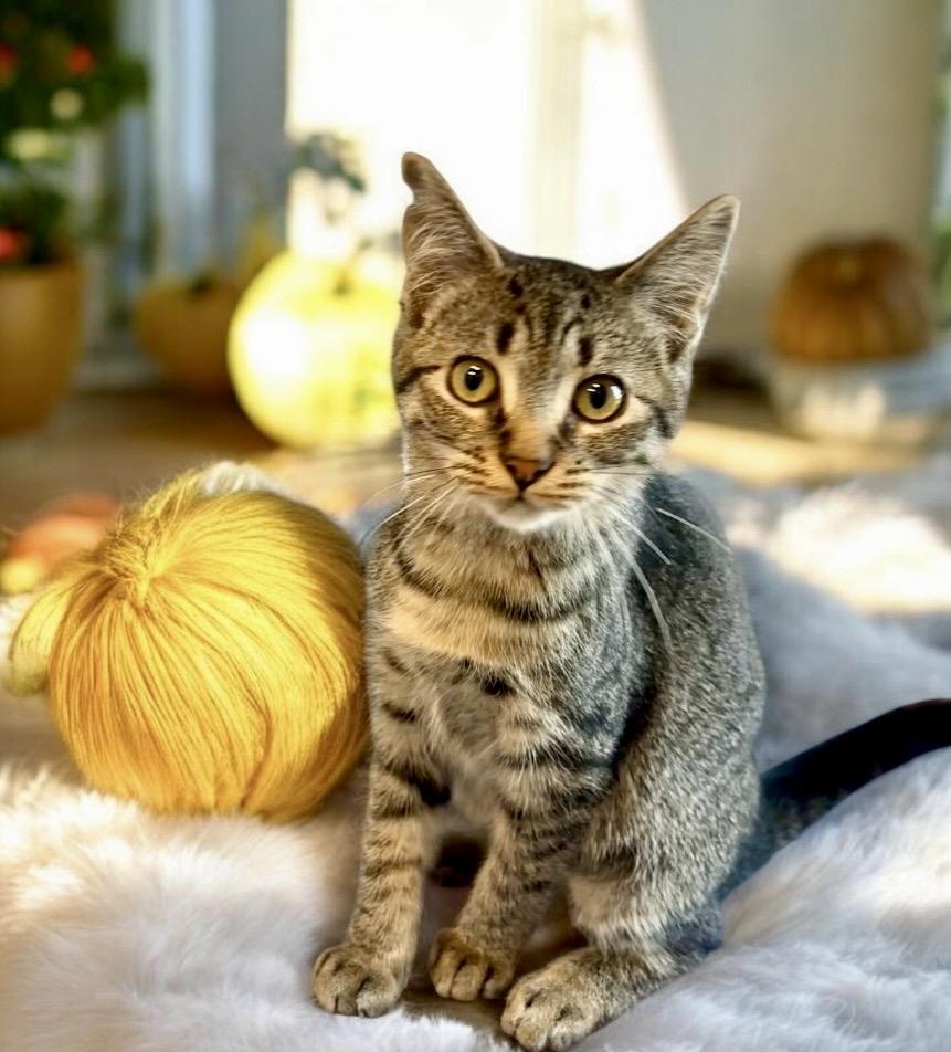Enlarge Gina - KITTEN, a Adoptable Tabby in Perry, IA image 3/4