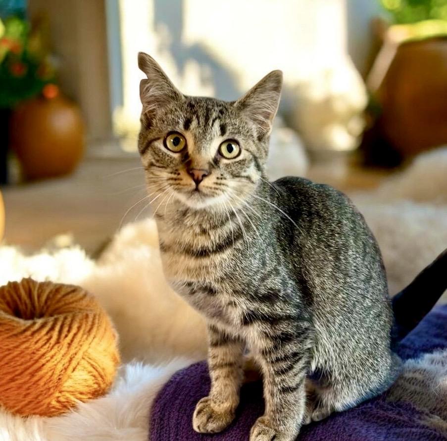 Enlarge Gina - KITTEN, a Adoptable Tabby in Perry, IA image 4/4