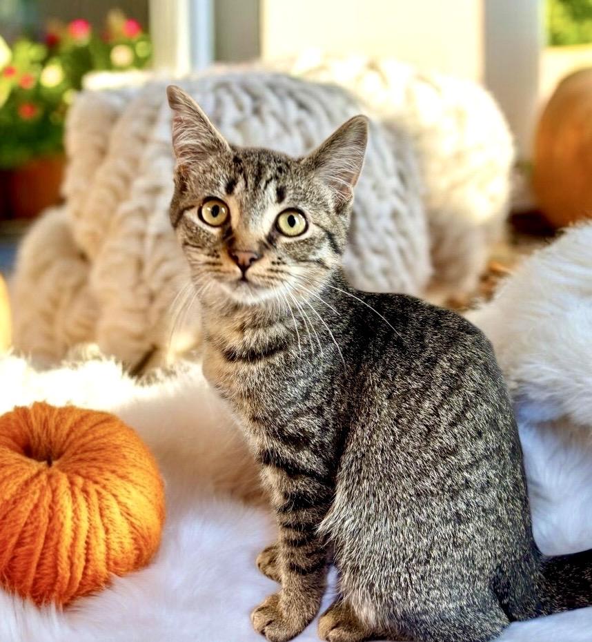 Enlarge Gina - KITTEN, a Adoptable Tabby in Perry, IA image 2/4