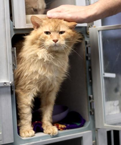 Lorax — thumbnail 2