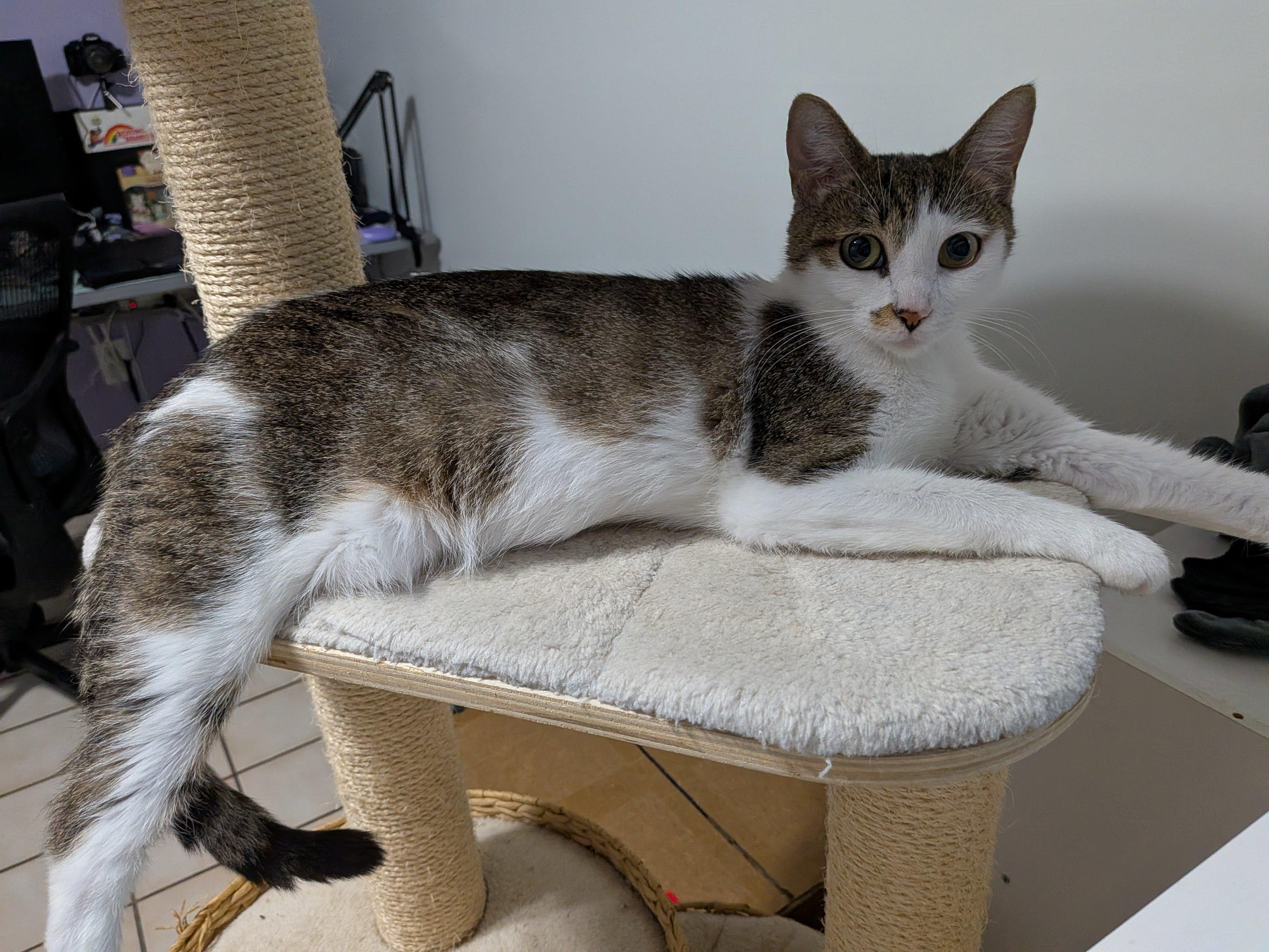 Enlarge Amelia Bedelia, a Adoptable mixed breed in Ellicott City, MD image 5/6