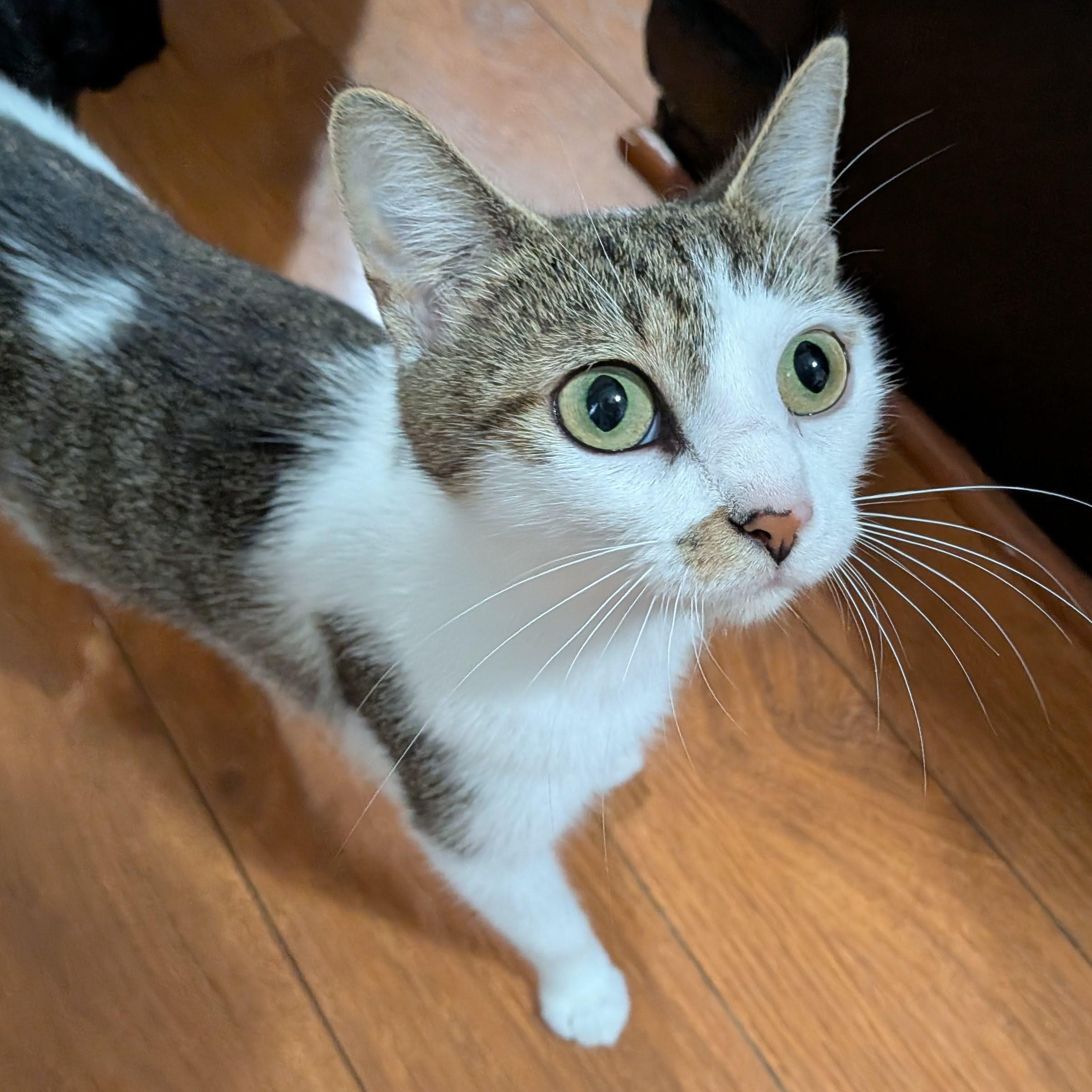 Enlarge Amelia Bedelia, a Adoptable mixed breed in Ellicott City, MD image 1/6