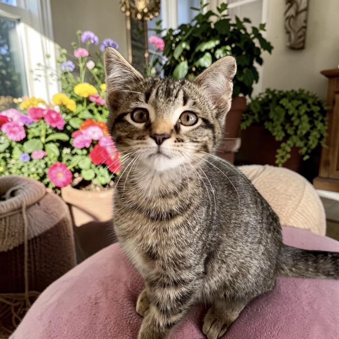 Pepper, an adopted Tabby in Perry, IA image 2/3