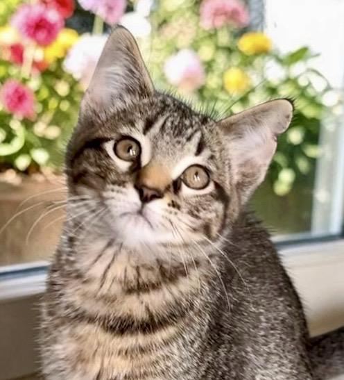 Pepper, an adopted Tabby in Perry, IA image 1/3