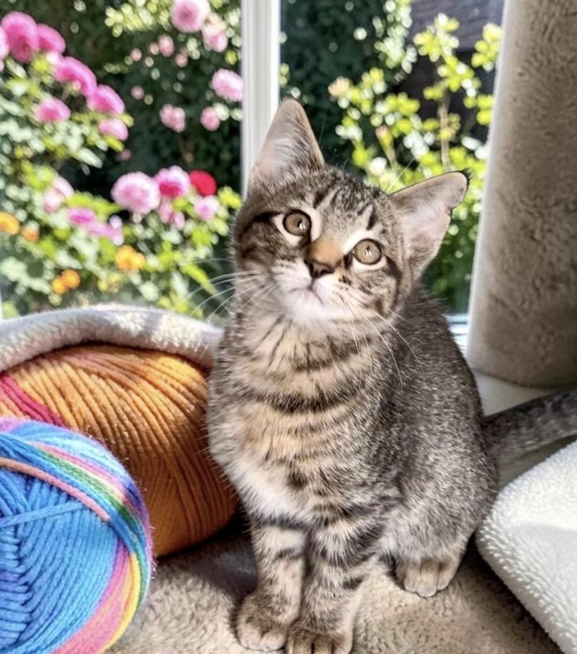 Pepper, an adopted Tabby in Perry, IA image 3/3