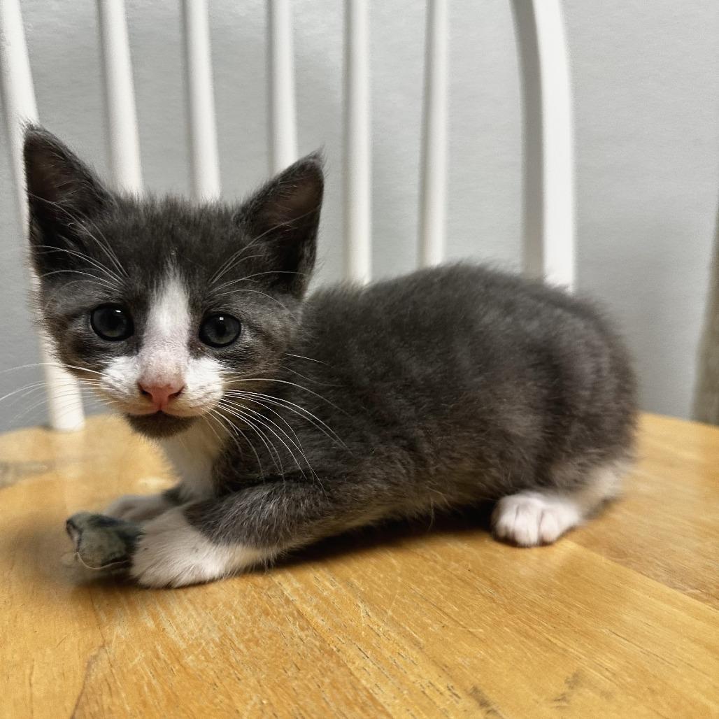 Vinnie, a Adoptable Domestic Short Hair in Blue Ridge, GA image 1/3