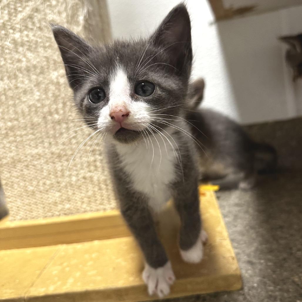 Vinnie, a Adoptable Domestic Short Hair in Blue Ridge, GA image 2/3