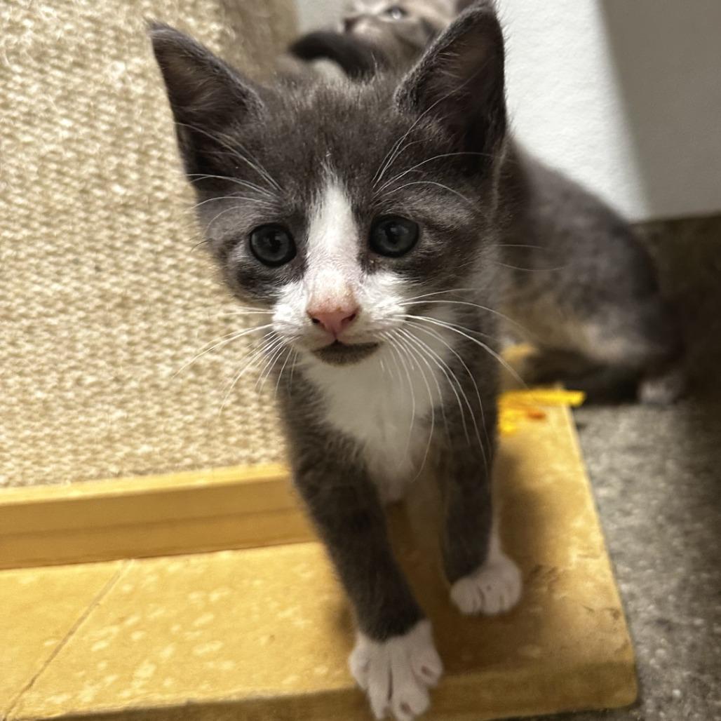 Vinnie, a Adoptable Domestic Short Hair in Blue Ridge, GA image 3/3