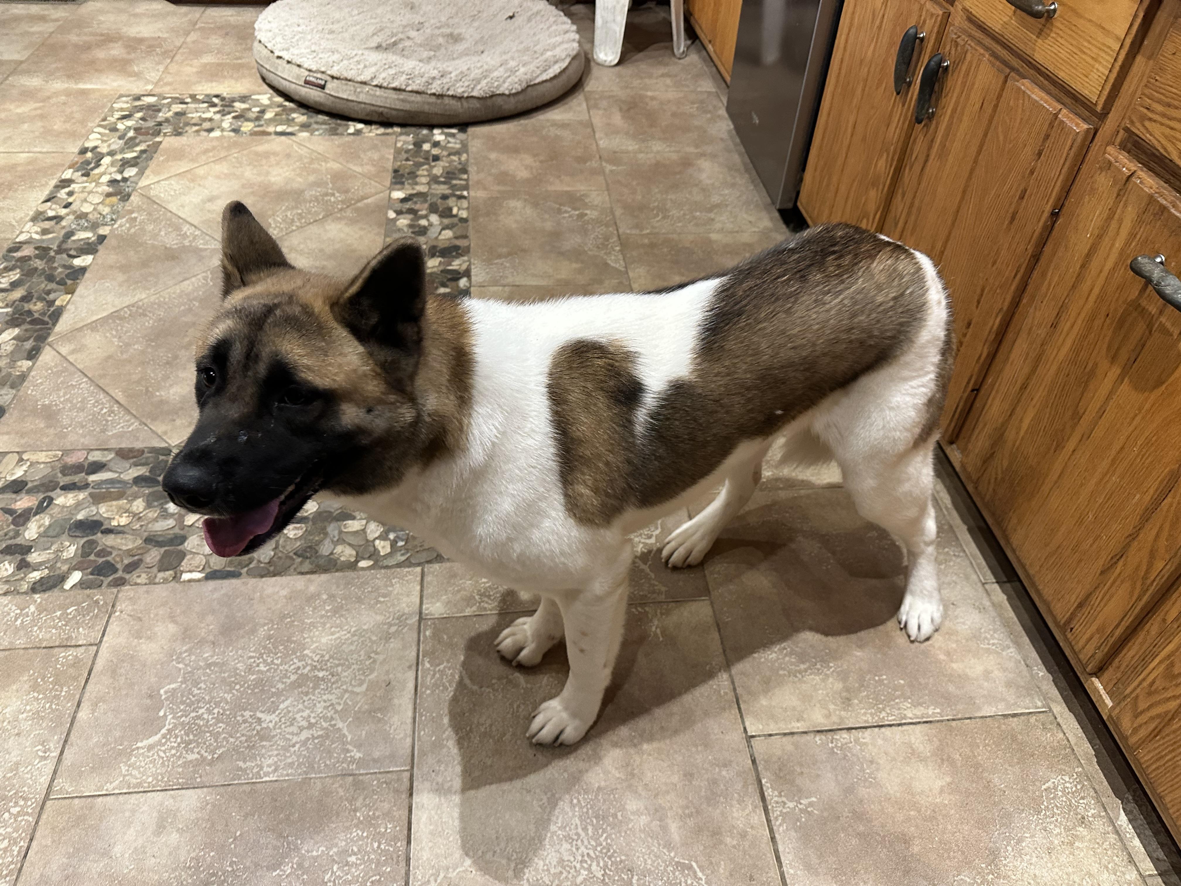 7 MONTH OLD GIRL!, a ADOPTABLE Akita in Northwood, OH image 2/3
